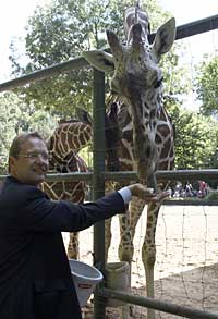 Giraffe Fine im Kölner Zoo
