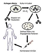 Die Gewinnung von Wundheilungsmediatoren Die Gewinnung von Wundheilungsmediatoren