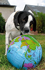 Ein Hund mit Weltkugel zum Welthundetag