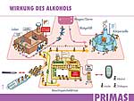 Erklärungsmodell zur Wirkung des Alkohols Erklärungsmodell zur Wirkung des Alkohols