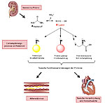 Veränderung von Proteinen durch Cyanat bei Nierenversagen und die Folgen Veränderung von Proteinen durch Cyanat bei Nierenversagen und die Folgen