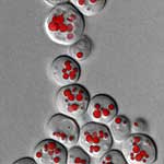 Hefezellen mit Fett-Tröpfchen (rot)