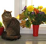 Webkater Dimi ohne Diabetes Webkater Dimi ohne Diabetes