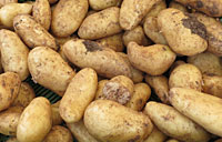 Ernährungsempfehlungen und der Lupe, Kartoffeln