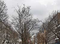 Winterblues: Grauer Himmel und kahle Bäume